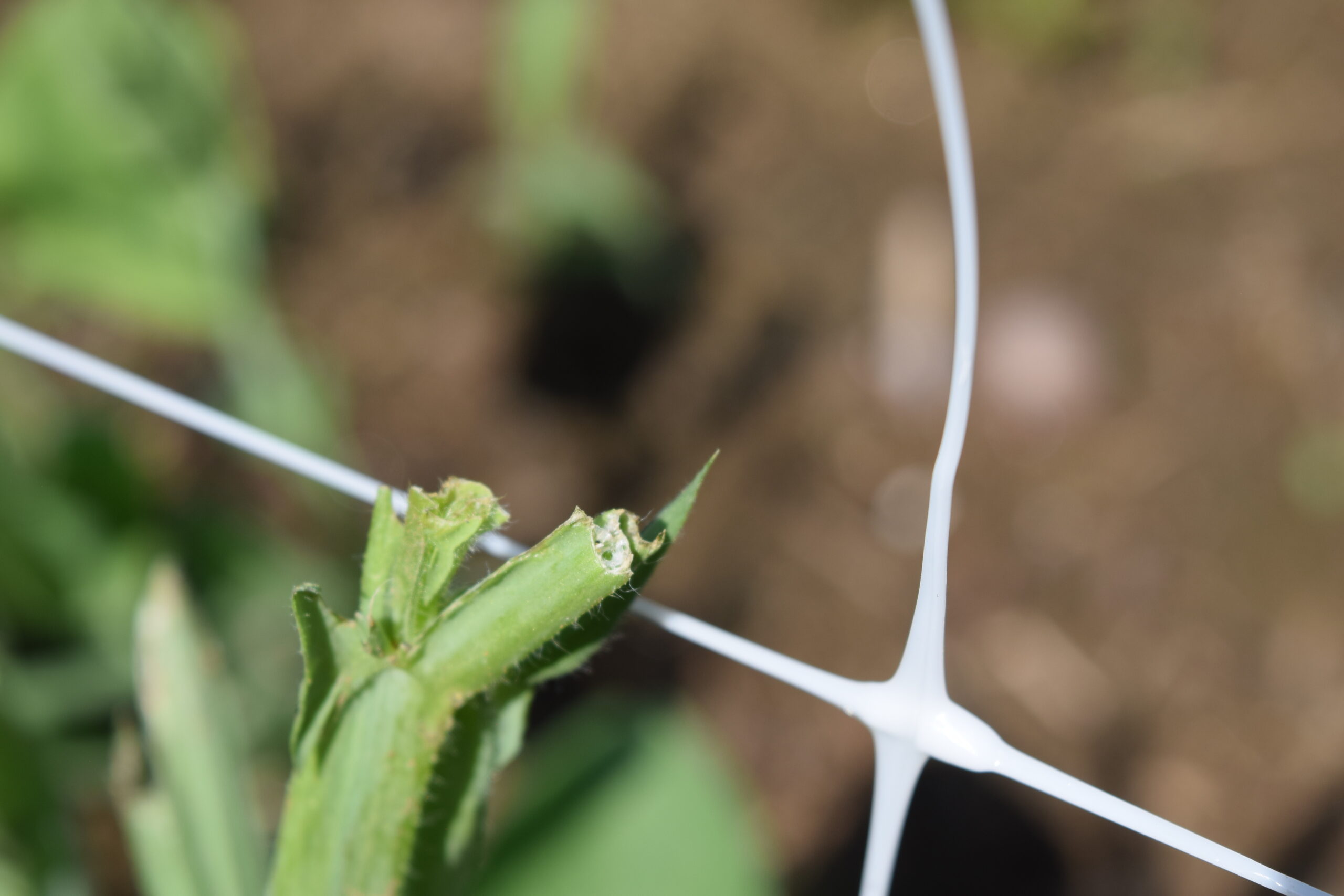 Aphids and Cutworms and Woodchucks, Oh My!